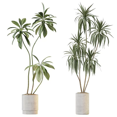 Indoor Decorative Bonsai Potted Plants With Broad And Slender Green Leaves In White Pots 3d model