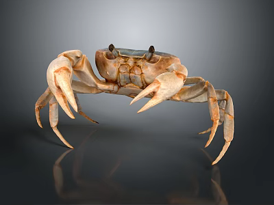 Light Brown Crab With Large Claws Standing On Gray Gradient Background With Reflection 3d model