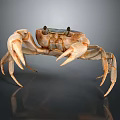Light Brown Crab With Large Claws Standing On Gray Gradient Background With Reflection 3d model