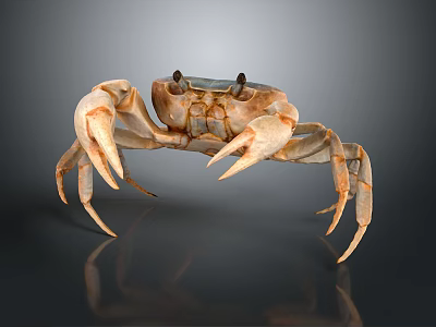 Light Brown Crab With Large Claws Standing On Gray Gradient Background With Reflection 3d model