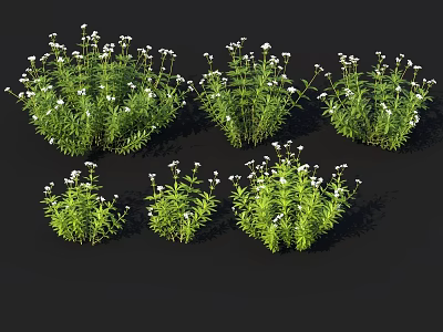 Green Plants With White Small Flowers In Clusters On Black Background 3d model