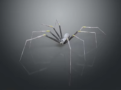 Long Legged Spider With Black White Yellow Body On Shiny Surface With Reflection 3d model