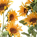Potted Sunflower Plants with Yellow Blooms and Green Leaves in Black and Brown Pots