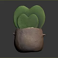 Heart Shaped Green Succulent Plant in Brown Clay Pot with Simple Gray Background