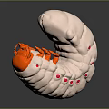 White Caterpillar With Curved Body Orange Appendages And Red Spots