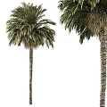 Outdoor Tree Planter Design With Tall Palm Trees And Green Foliage