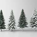 Evergreen Arbor Trees With Snow Covered And Uncovered Varieties Isolated On Gray Background