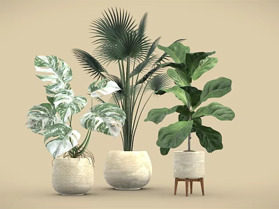 Indoor Potted Plants with Various Leaf Shapes and Decorative Planters for Home Interior 3d model