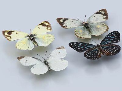 Four Different Colored Butterflies with Yellow White Blue and Patterned Wings on Light Gray Background 3d model