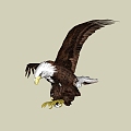 Eagle 3d model