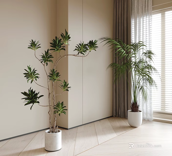 Indoor Bonsai Potted Plants In White Pots Near Window With Natural Light 3d model 