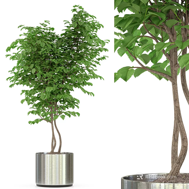 Bonsai Potted Plant With Lush Green Leaves And Twisted Trunk In Metal Pot 3d model 