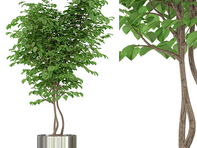 Bonsai Potted Plant With Lush Green Leaves And Twisted Trunk In Metal Pot 3d model