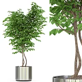 Bonsai Potted Plant With Lush Green Leaves And Twisted Trunk In Metal Pot