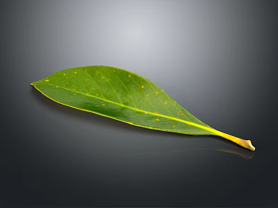 Green Plant Leaf With Yellow Veins On Dark Background And Shiny Surface 3d model