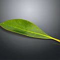 Green Plant Leaf With Yellow Veins On Dark Background And Shiny Surface