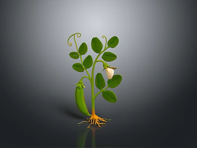 Growing Fresh Pea Pod Plant with Green Leaves White Flower Vines and Orange Roots 3d model