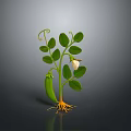 Growing Fresh Pea Pod Plant with Green Leaves White Flower Vines and Orange Roots