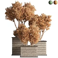 Lush Green Bonsai Potted Plants With Brown Trunks In Striped Planters