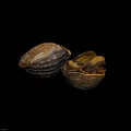 Aquatic Animals Open Freshwater Mussels With Yellow Interior And Brown Shells