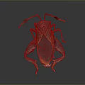Unique Brown And Red Insect With Patterned Body And Long Detailed Legs