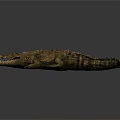 Realistic 3D Rendered Crocodile With Open Mouth On Grey Background And Shiny Reflection