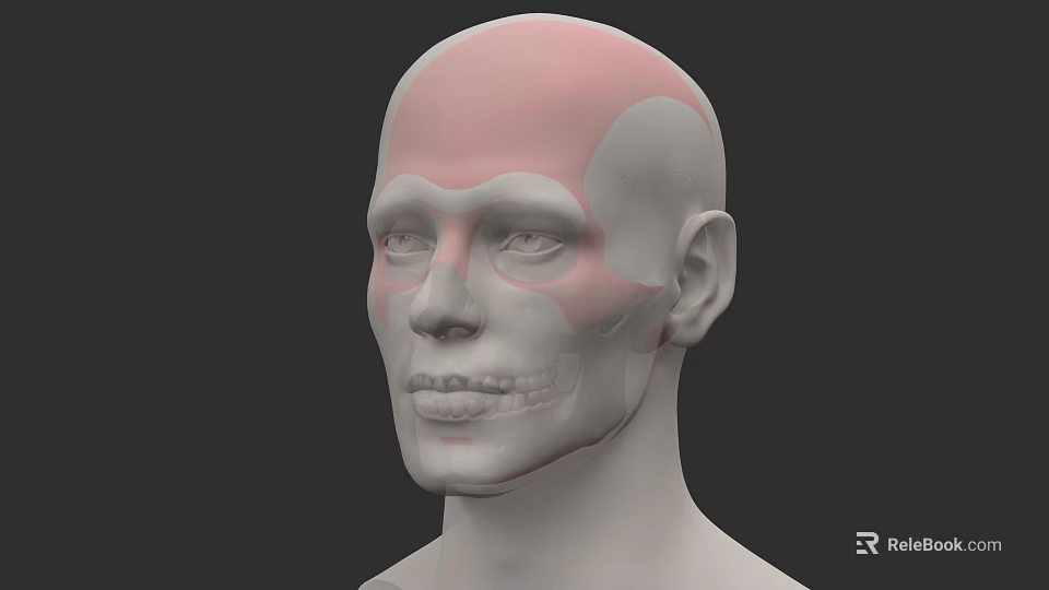 Human Head Anatomical Model Displaying Facial Organs And Bone Structure 3d model 