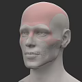 Human Head Anatomical Model Displaying Facial Organs And Bone Structure