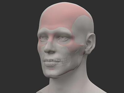 Medical reference for anatomy of bony head landmarks 3d model