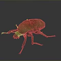 Close Up View Of Green Brown Beetle With Shiny Exoskeleton And Detailed Legs