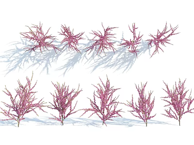 Purple Decorative Plants With Slender Leaves Arranged In Rows And Natural Shadows 3d model