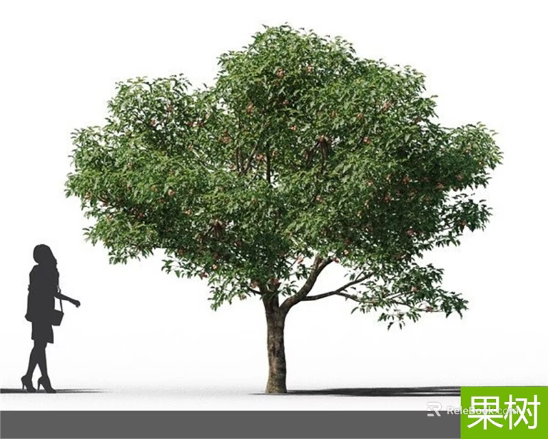 Fruit Tree with Lush Green Leaves and Ripe Fruits Near Standing Person 3d model 