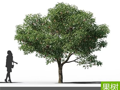 Fruit Tree with Lush Green Leaves and Ripe Fruits Near Standing Person 3d model