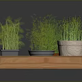 Decorative Potted Green Grass Plants in Wooden Tray with Various Planters