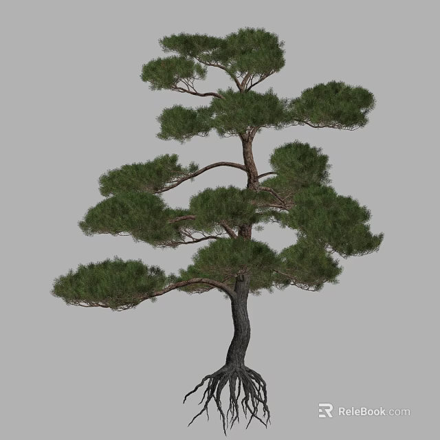 Tall Pine Tree With Lush Green Branches And Exposed Root System 3d model 