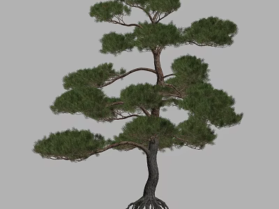 Tall Pine Tree With Lush Green Branches And Exposed Root System 3d model
