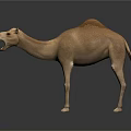 Light Brown Camel with Open Mouth Standing on Reflective Gray Surface