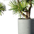 Stylish Bonsai Potted Plants In Various Sizes With Gray Concrete Pots For Indoor Decoration