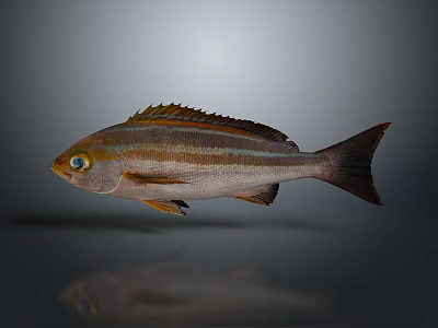 Striped Fish With Orange Eyes Brown White Body Dorsal Fin And Dark Tail 3d model