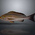Striped Fish With Orange Eyes Brown White Body Dorsal Fin And Dark Tail