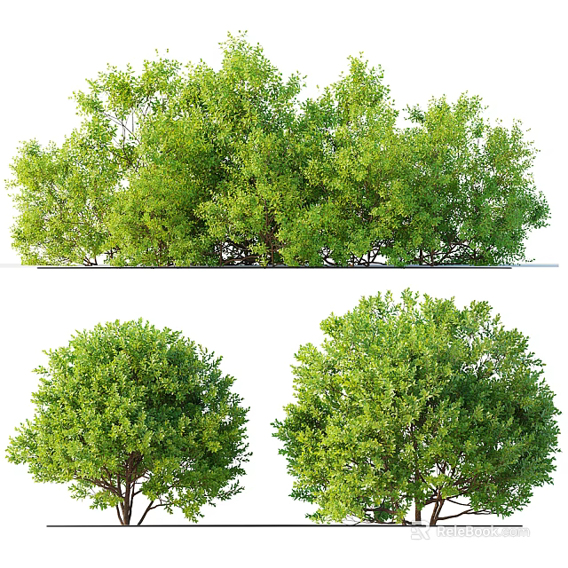 Lush Green Trees With Dense Foliage And Various Canopy Shapes In Natural Setting 3d model 