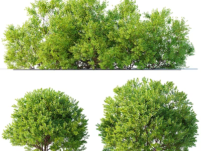 Lush Green Trees With Dense Foliage And Various Canopy Shapes In Natural Setting 3d model