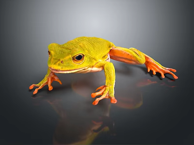 Vibrant Yellow Frog with Orange Feet on Glossy Black Surface and Reflective Shadow 3d model