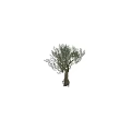 Ornamental Decorative Set Featuring Lifelike Olive Tree with Natural Trunk and Foliage