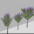 Three Decorative Arbor Trees With Purple Flowers Green Leaves And Shadows On White Background