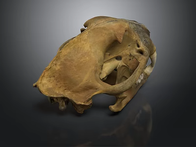 Ancient Animal Skull Fossil With Brown Textured Surface On Dark Background 3d model