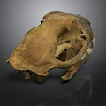 Ancient Animal Skull Fossil With Brown Textured Surface On Dark Background