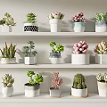 Indoor Potted Bonsai Plants Collection with Succulents and Decorative Ceramic Pots on Shelves