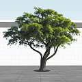 Tall Arbor With Lush Green Leaves Dark Trunk Against White Wall And Gray Ground