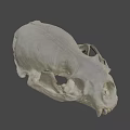 Animal Skull Display On Dark Background From URE Lab University Of Nevada